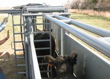 Toz Boyama Sığırları Ayırma Altı, Tamamen Caulked Sığır Küveti ve Alley